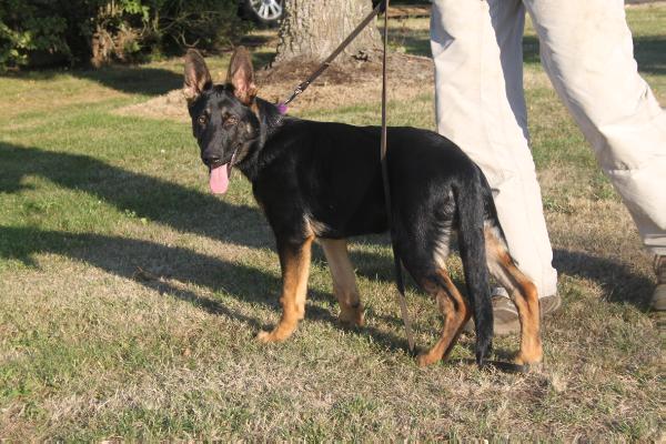 Kody vom Metterursprung | German Shepherd Dog 