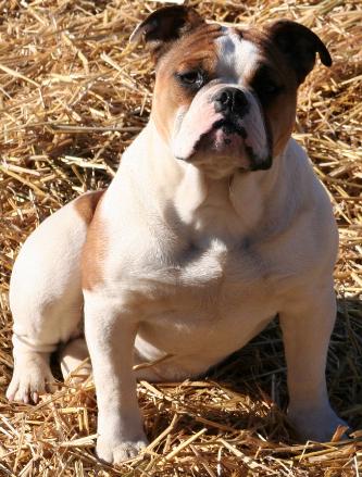 Tompkin's Sugar Cookie | Olde English Bulldogge 