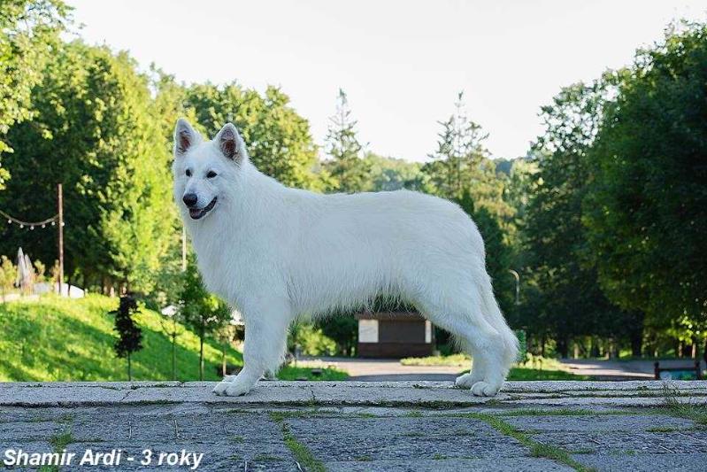 Shamir Ardi la Blankpapilio | White Swiss Shepherd Dog 