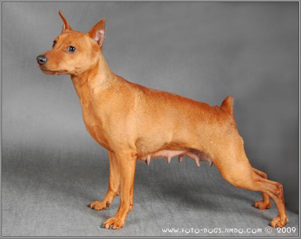 Nasha marka Iskonno Russkaya Traditsiya | Miniature Pinscher 