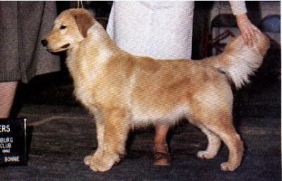 Freedom's Celebration | Golden Retriever 