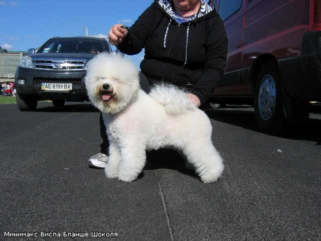 Minimaks Vispa Blanshe Shokolya | Bichon Frise 