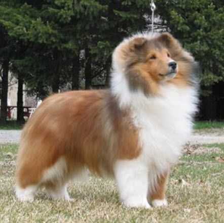 Cambridge Coming Attraction | Shetland Sheepdog 