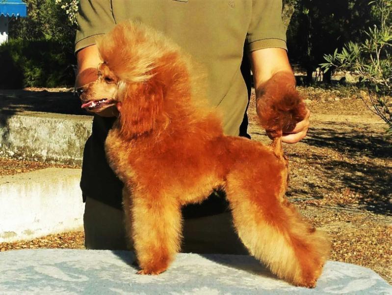 Kram de Alderrabel La Dame De Shanghai | Poodle 