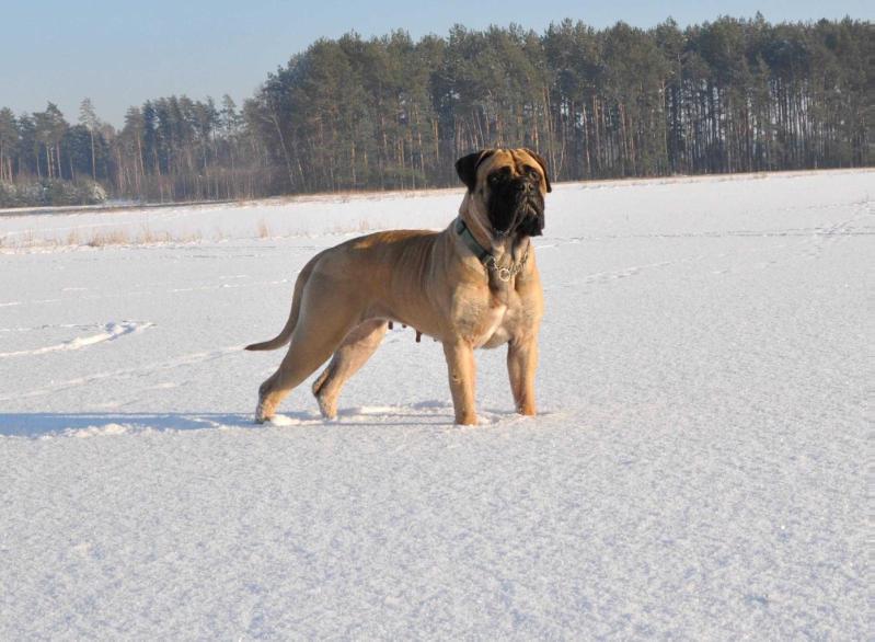 Amber Dream GITANA | Bullmastiff 