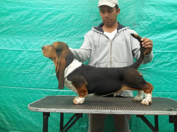 katulos hounds bob marley | Basset Hound 