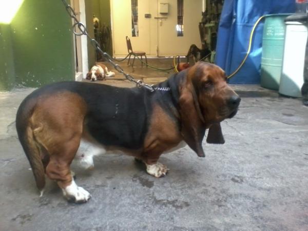 Gentryvilles house | Basset Hound 