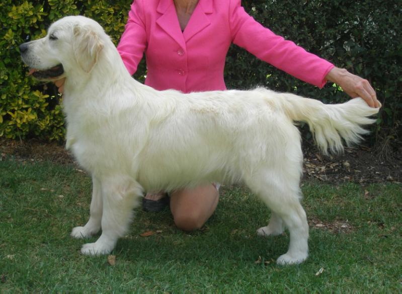 Nistar Northern Splendour (AI) | Golden Retriever 