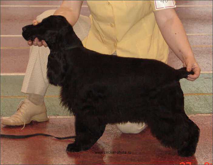 OLIMPIA STYLE OF MARY | English Cocker Spaniel 