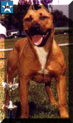 Marin's Rosa | American Staffordshire Terrier 