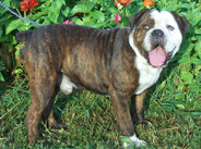 Rocky Top's Cactus Jack | Olde English Bulldogge 