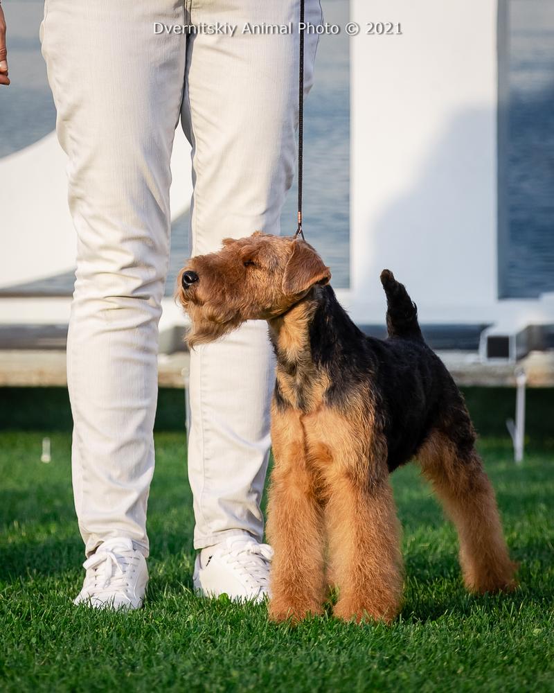 Small Rocket Zummer | Welsh Terrier 