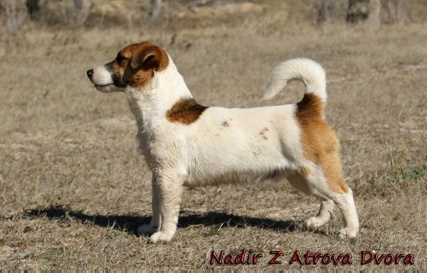 Nadir Z Atrova Dvora | Jack Russell Terrier 