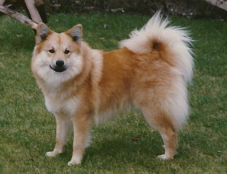 Olafur frá Thytur Stadir | Icelandic Sheepdog 