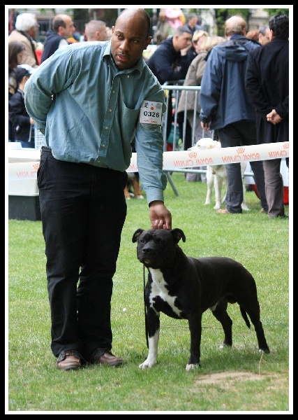 Coke Black Boy De Madinina Forever | American Staffordshire Terrier 