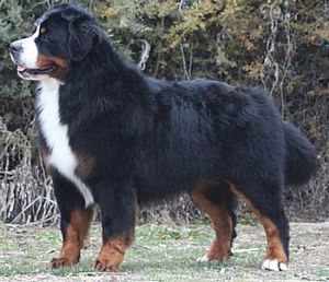 DEVAEL'S UNCLE SAM | Bernese Mountain Dog 