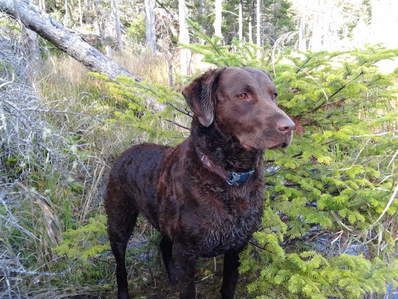 Tundras Tungsten Nitrous Oxide | Chesapeake Bay Retriever 