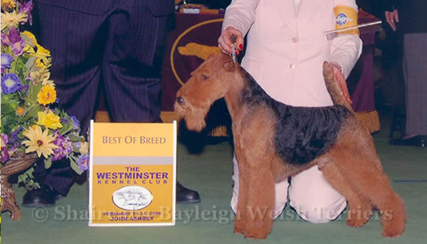 Shaireab's Just N' Time | Welsh Terrier 