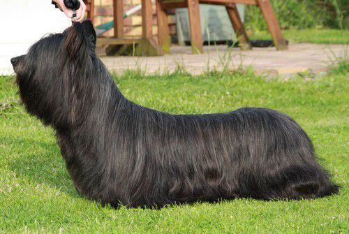 Cebollitas Made In Finland | Skye Terrier 