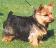 TITANIUM PAWPAW-PIE | Norwich Terrier 