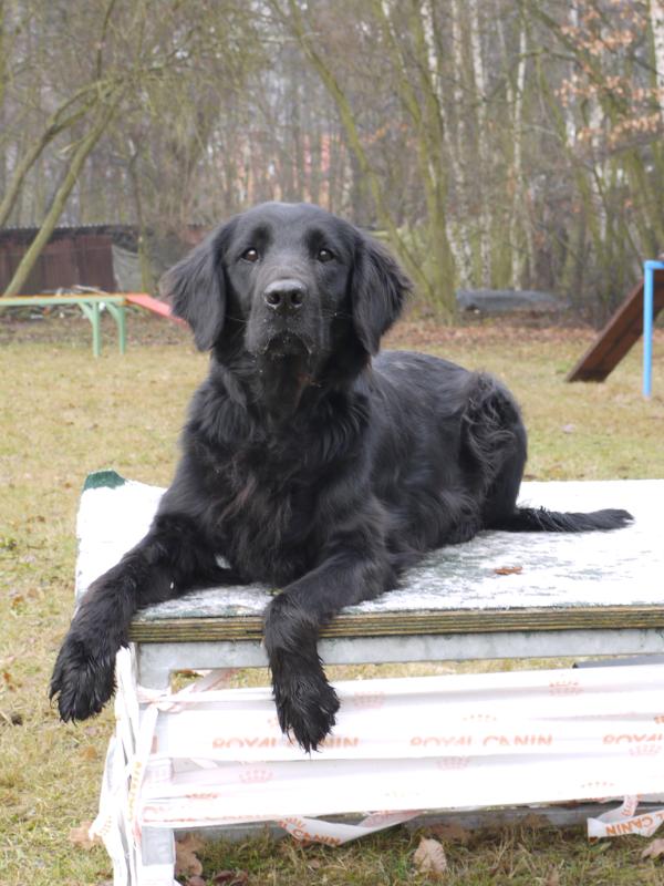 Gia Tichý Ruland | Flat-Coated Retriever 