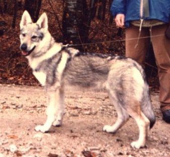 Hesy z Rosíkova CS | Czechoslovakian Wolfdog 