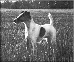 Boreham Bacchante | Smooth Fox Terrier 