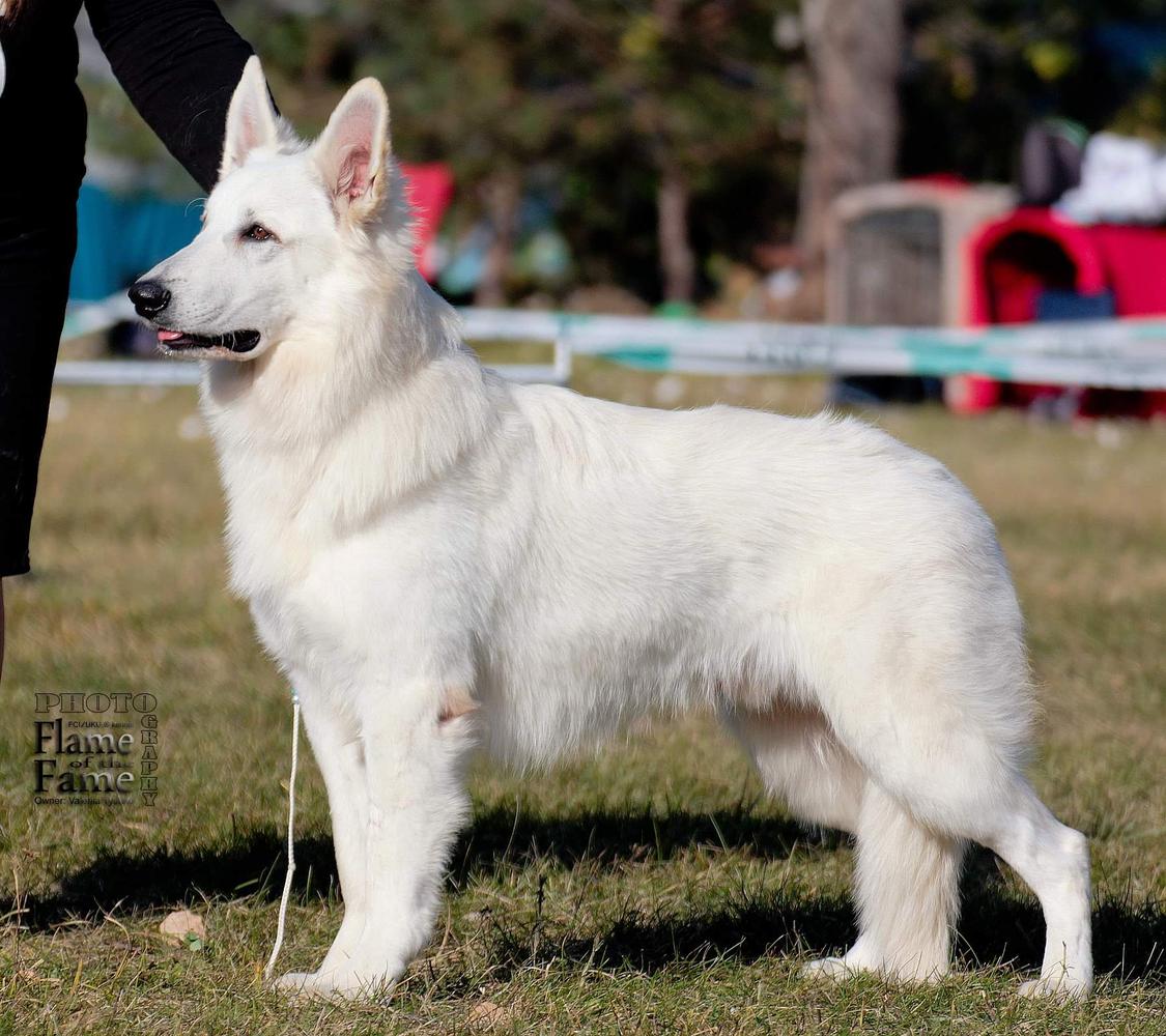 FIRE AND SNOW OF ICE GEM | White Swiss Shepherd Dog 