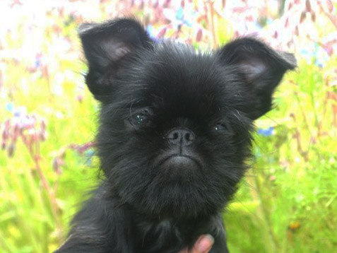 Gold Navigator Zeta- Dzons | Brussels Griffon 