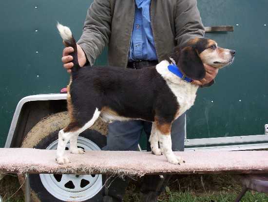 Bush Lake Ranger Dave | Beagle 