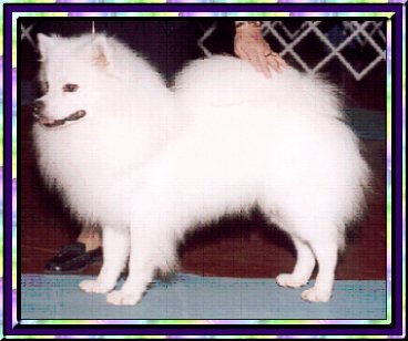 Debonair Sierra's Born To Win | American Eskimo Dog 