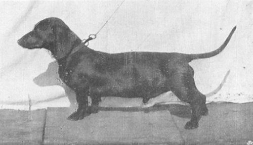 Dolfo von Fehmarn | Dachshund 