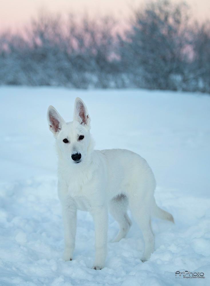 CAMBË of Lonely Mountain | White Swiss Shepherd Dog 