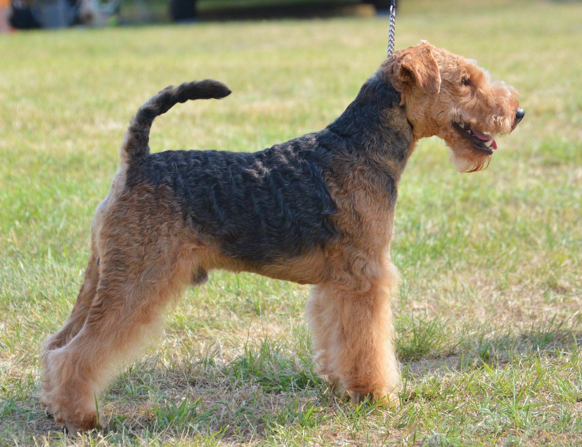 Fraser's Jaimie vom Walzer Ursprung | Welsh Terrier 