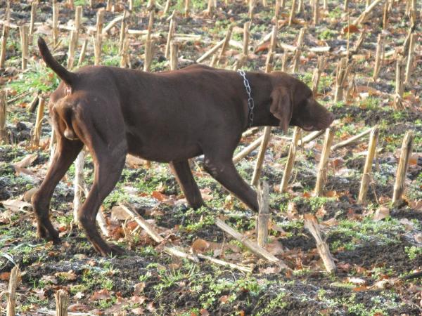 Danton du Domain du Framire | German Shorthaired Pointer 