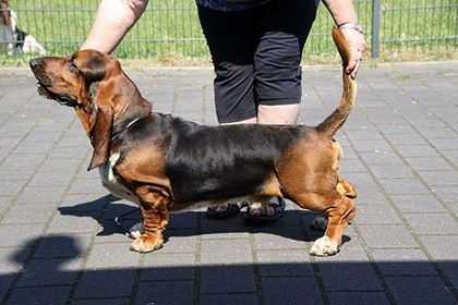 Beauchasseur Midnight Express | Basset Hound 
