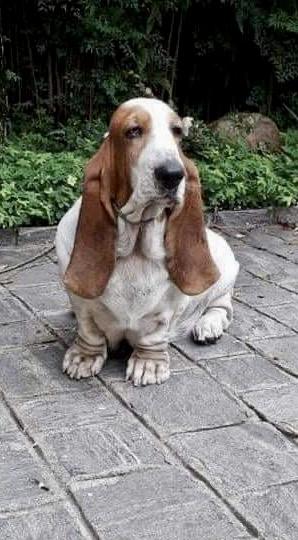 Big Long Blue's Agatha | Basset Hound 