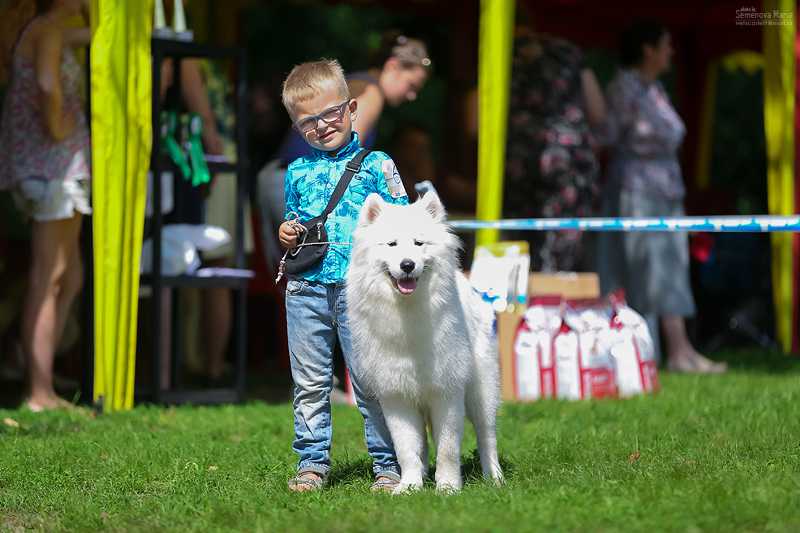 BELOE CHUDO MIRABELLA | Samoyed 