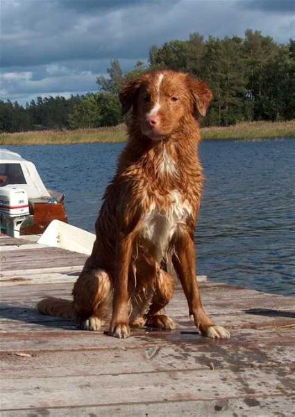 Westerlea´s Kitimat Collection | Nova Scotia Duck Tolling Retriever 