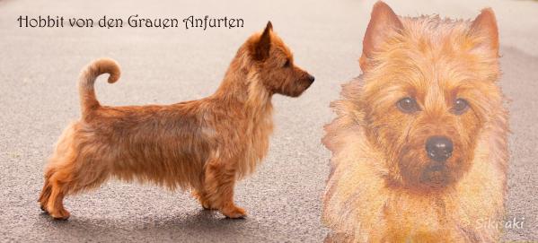 Hobbit von den Grauen Anfurten | Australian Terrier 