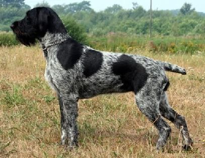 Vella vom Liether-Moor | German Wirehaired Pointer 