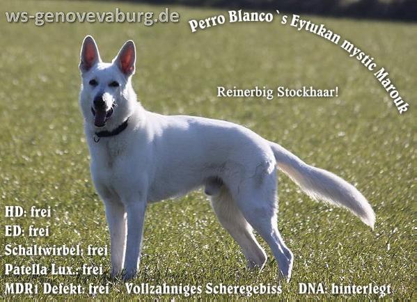 Perro Blanco`s Eytukan mystic Marouk | White Swiss Shepherd Dog 