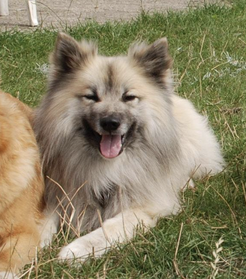 Bjarki von der Kinnwies | Icelandic Sheepdog 