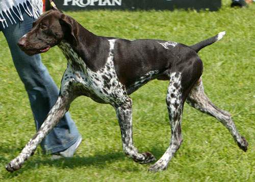 Tes Beau Du Nid Aux Nobles | German Shorthaired Pointer 