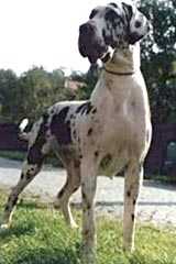 Lotty Mirez Bohemia | Great Dane 
