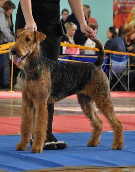 MIDALE ROVENA | Airedale Terrier 