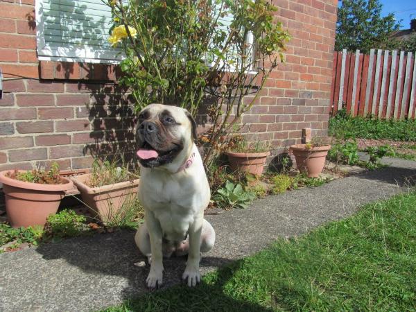 Little Girl Angel | Bullmastiff 