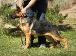 ALDI VOM TRANSILVANIA HOUS | German Shepherd Dog 