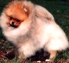 Shy Acres Our Man Samson | Pomeranian 