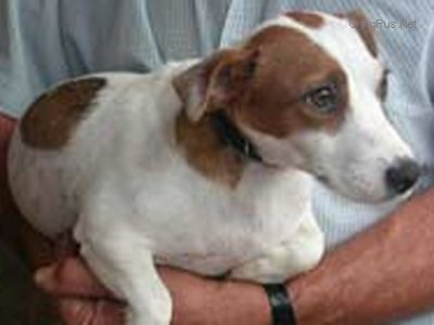 Tabarrino Latosca | Jack Russell Terrier 